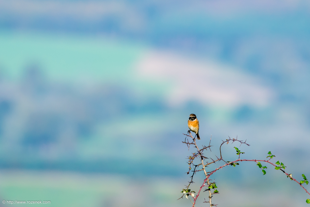 2014.11.09 - South Downs Way - 11