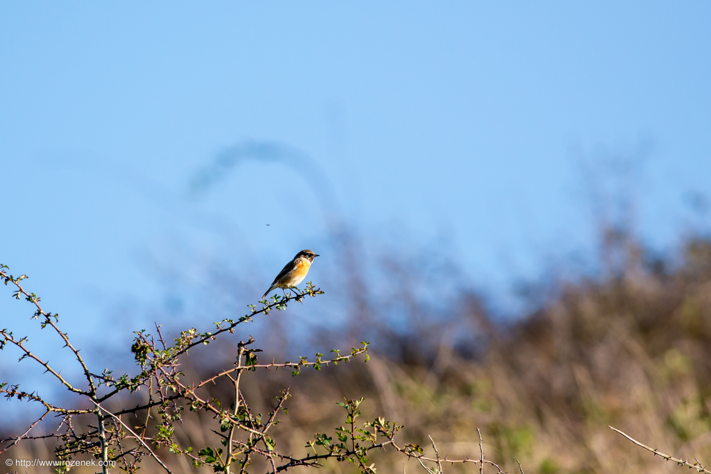 2014.11.09 - South Downs Way - 13