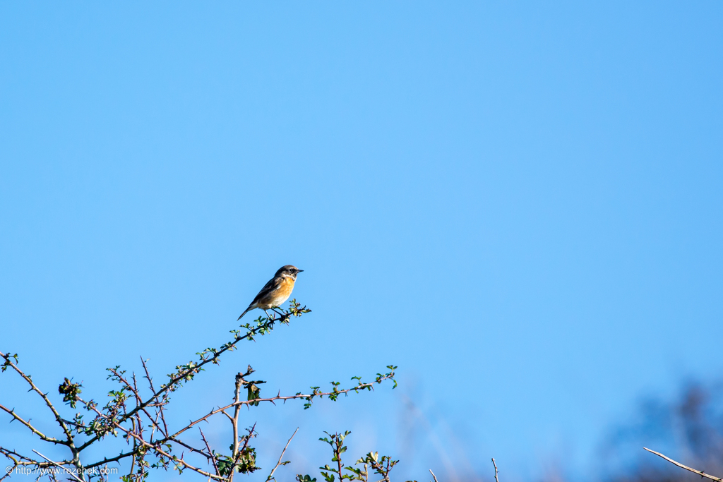 2014.11.09 - South Downs Way - 14