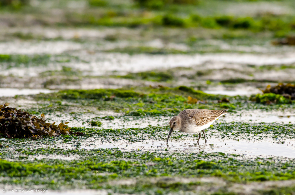 2014.11.15 - Thorney Island - 01
