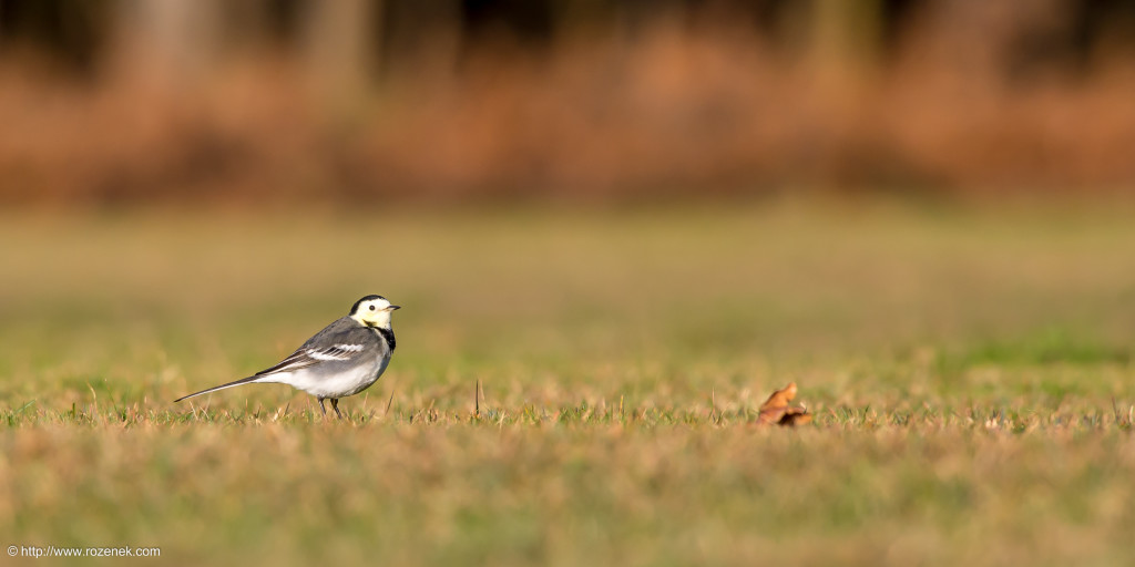 2014.12.25 - New Forest - 14