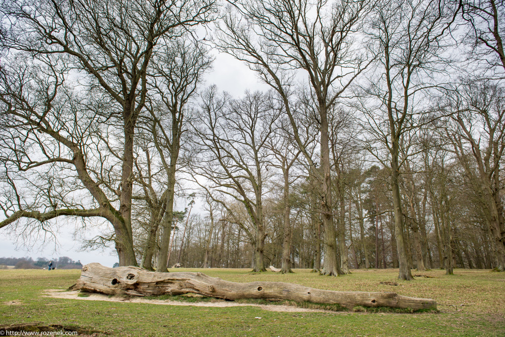 2015.03.21 - Petworth Park (Deers) - 03