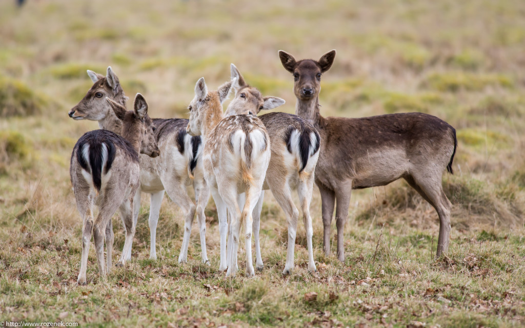 2015.03.21 - Petworth Park (Deers) - 11