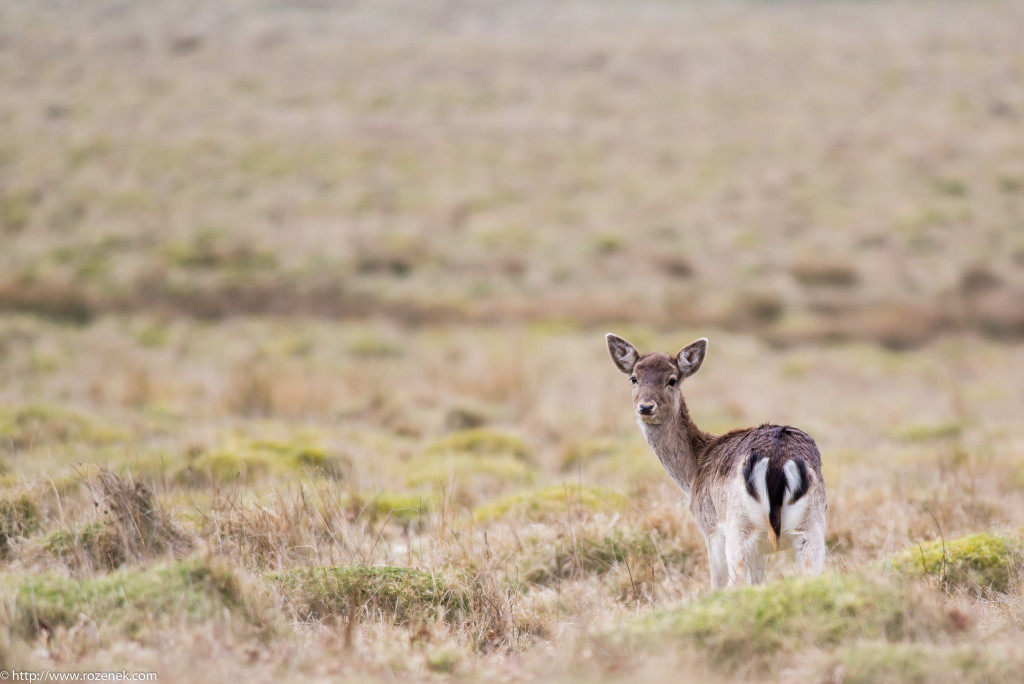 2015.03.21 - Petworth Park (Deers) - 12