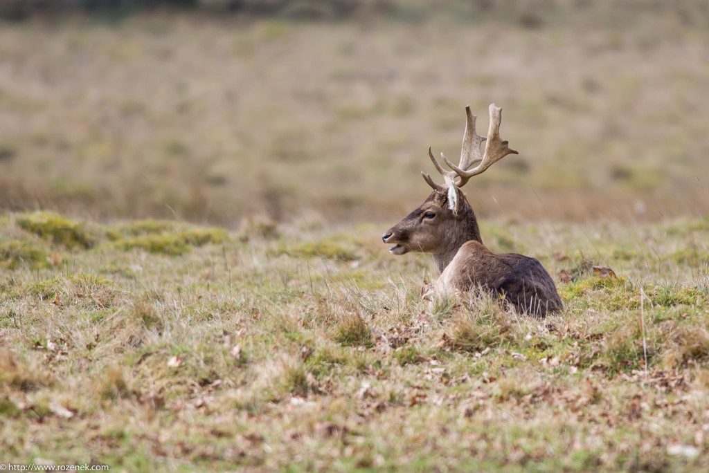 2015.03.21 - Petworth Park (Deers) - 13