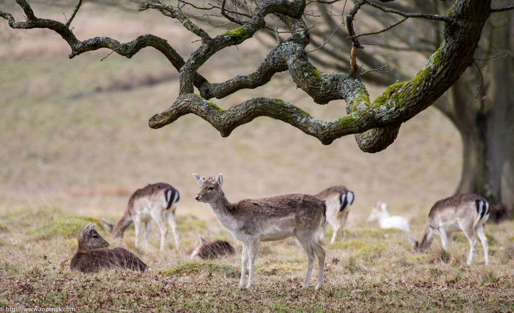 2015.03.21 - Petworth Park (Deers) - 15