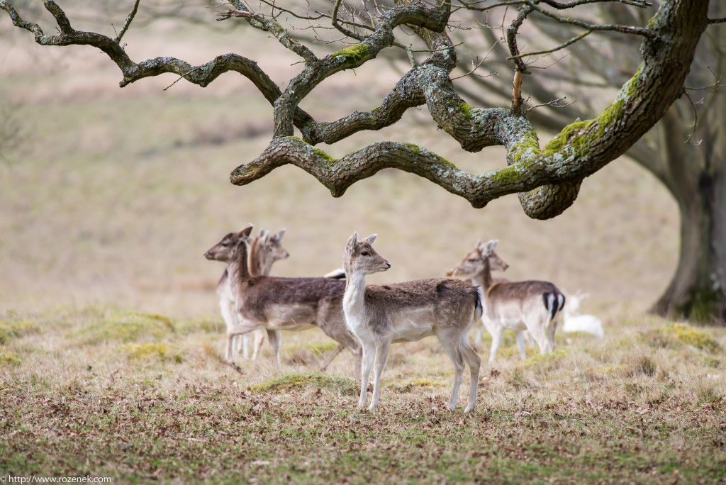 2015.03.21 - Petworth Park (Deers) - 16