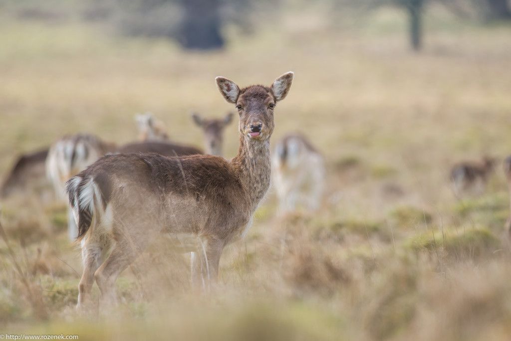 2015.03.21 - Petworth Park (Deers) - 18