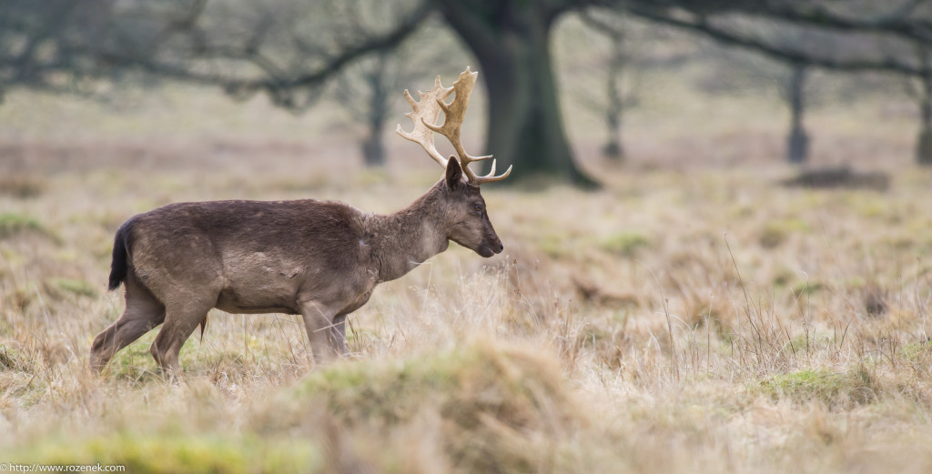 2015.03.21 - Petworth Park (Deers) - 19