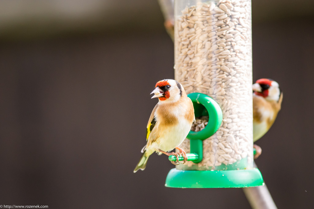 2015.04.11 - Birds - 01