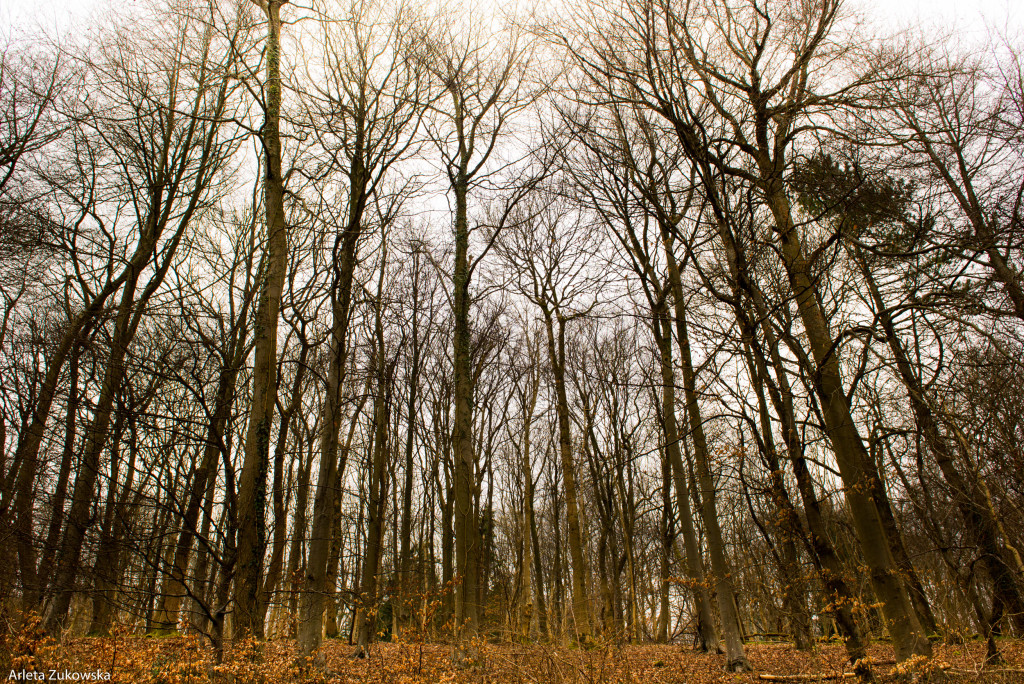 2015.03.15 Queen Elizabeth Park - 13