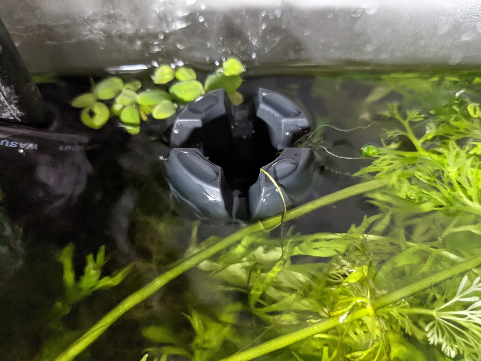 Scum / bubbles on aquarium surface